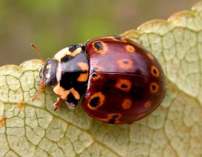 Eye-spotted lady beetle  --  Anatis mali