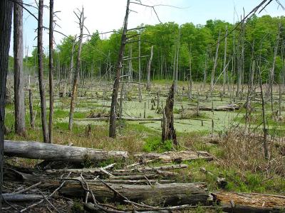 hemlock-pond.jpg