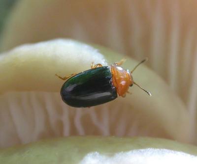 beetle-on-mushroom.jpg