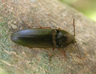 click-beetle-1.jpg