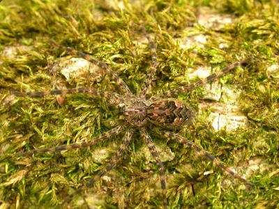 spider-on-moss-1.jpg