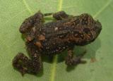 Bufo americanus 2