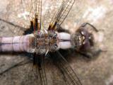 Chalk-fronted Corporal --  <i>Ladona (libellula) julia -- male