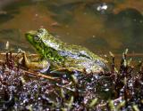 Mink frog - Rana septentrionalis