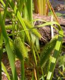 Carex comosa (?)