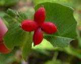 Honeysuckle berries