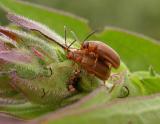 Loosestrife beetles (Galerucella) -- mating