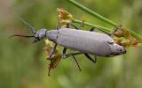 Blister Beetle -- <i>Meloidae -- Epicauta fabricii (?)</i>