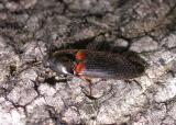 Ampedus sp. - Click Beetle