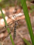 possible -- Tipula (Pterelachisus) trivittata