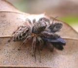 Jumping spider and prey