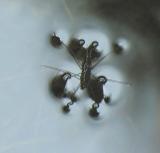 Water strider on surface of stream