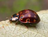 Eye-spotted lady beetle -- Anatis mali