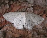 Cyclophora pendulinaria - 7139 - Sweetfern Geometer moth