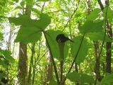 jack-in-pulpit-1.jpg