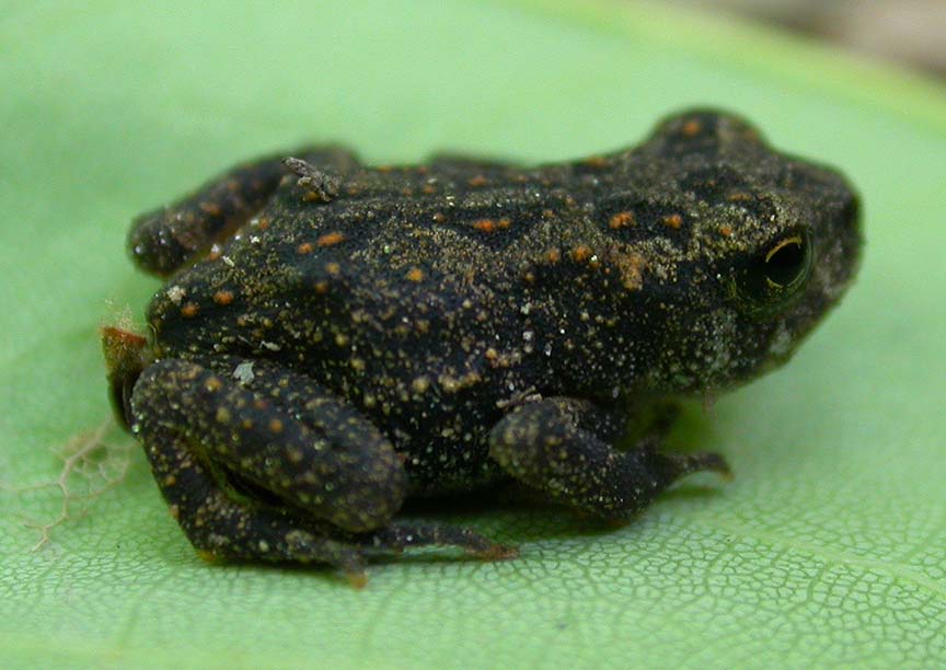 Bufo americanus 1