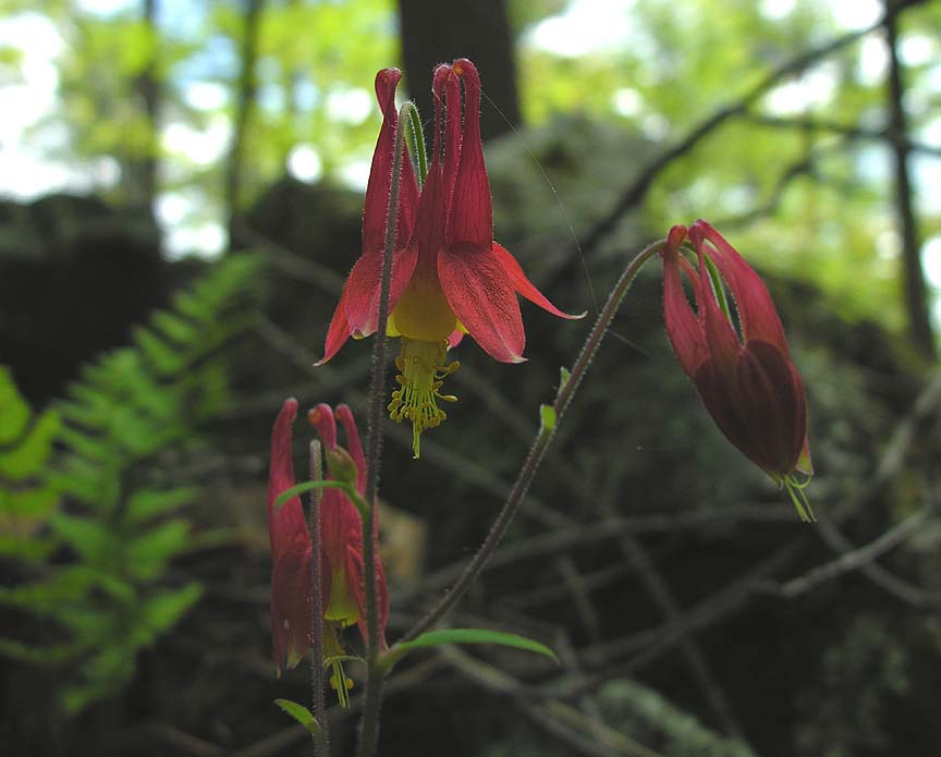 Wild columbine