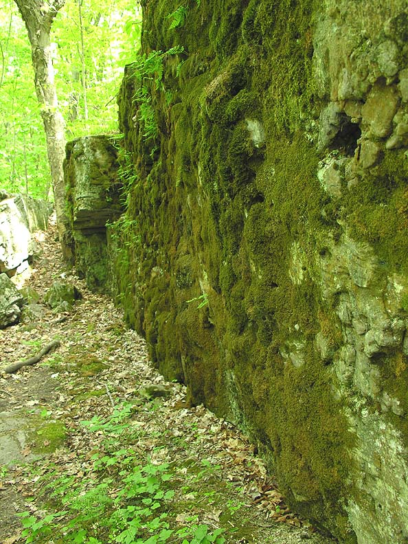 mossy-wall-1.jpg