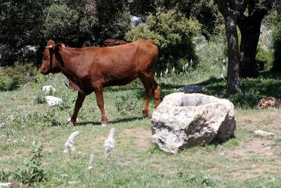 Important landmark (not the cow!) - old trough - turn right if you're coming from Cortes