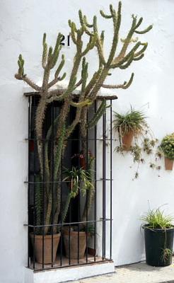 Window plants take on new meaning!