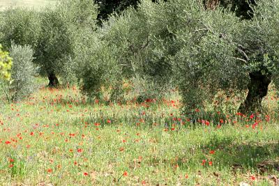 Olive grove and poppies