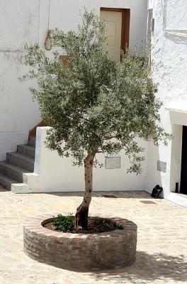 and olive trees