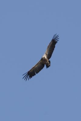 Griffon Vulture on the wing.jpg