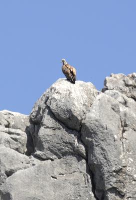 Griffon Vulture surveys the scene.jpg