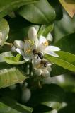 Orange blossom with bees