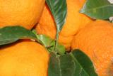 Tims oranges