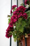 Window boxes are the order of the day!
