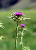 Thistles