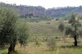 Ronda from an olive grove