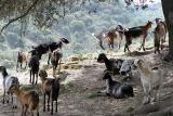 ......past a goat farm......