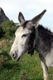 Mule