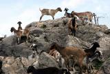 Herd of Goats