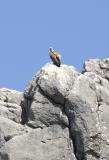 Griffon Vulture surveys the scene.jpg