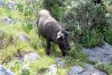 Inquisative pig
