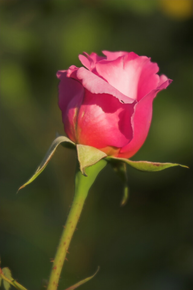 One of Tims roses