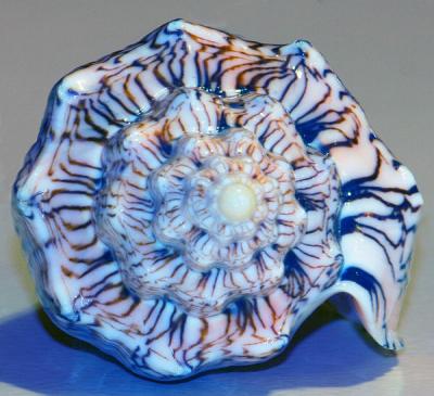 Sea Shell As Porcelain Blue Jewel *