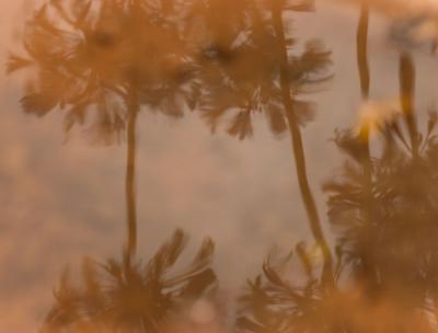 Reflections of agapanthus.