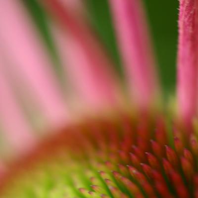 Echinacea Purpurea *