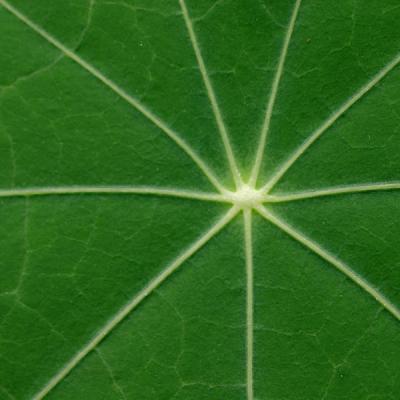Nasturtium Leaf *