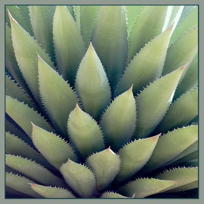 6th Place - evening agave *
