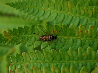 Beetle on Fern *