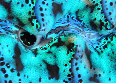 Huahine Clam