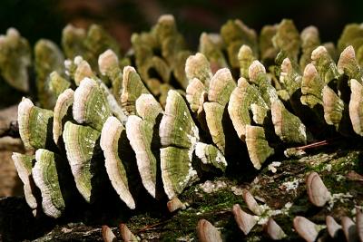 Arcs & Bands* </br> Tree Clams