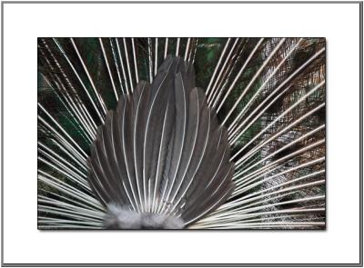 Peacock Feathers *