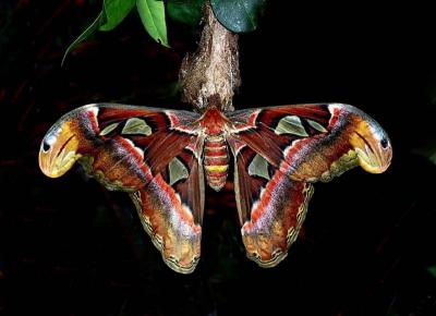 14th Place tie - Atlas Moth