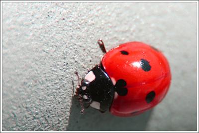 Little Lady Bug *